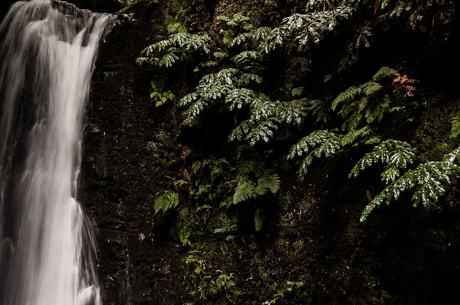 waterfalls surrounded by tree, nature, river, outdoors, animal HD wallpaper