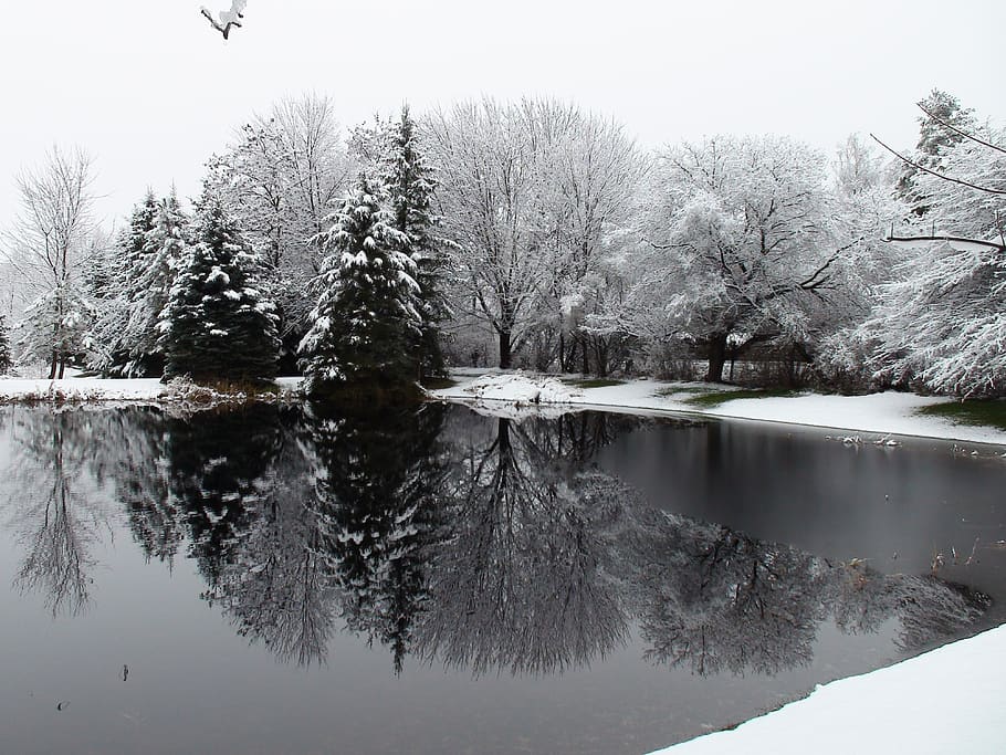 canada, uxbridge, tree, reflection, water, plant, lake, tranquility HD wallpaper