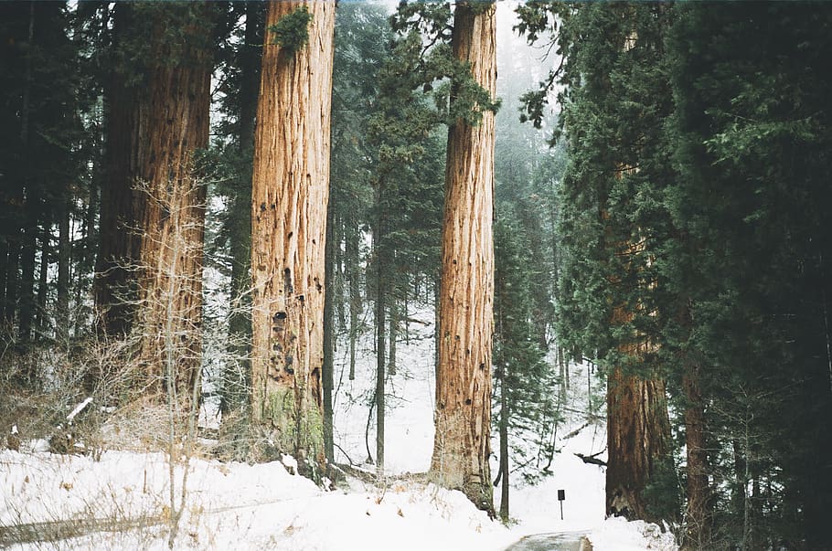 Green Leafed Trees, forest, snow, winter, cold temperature, plant HD wallpaper