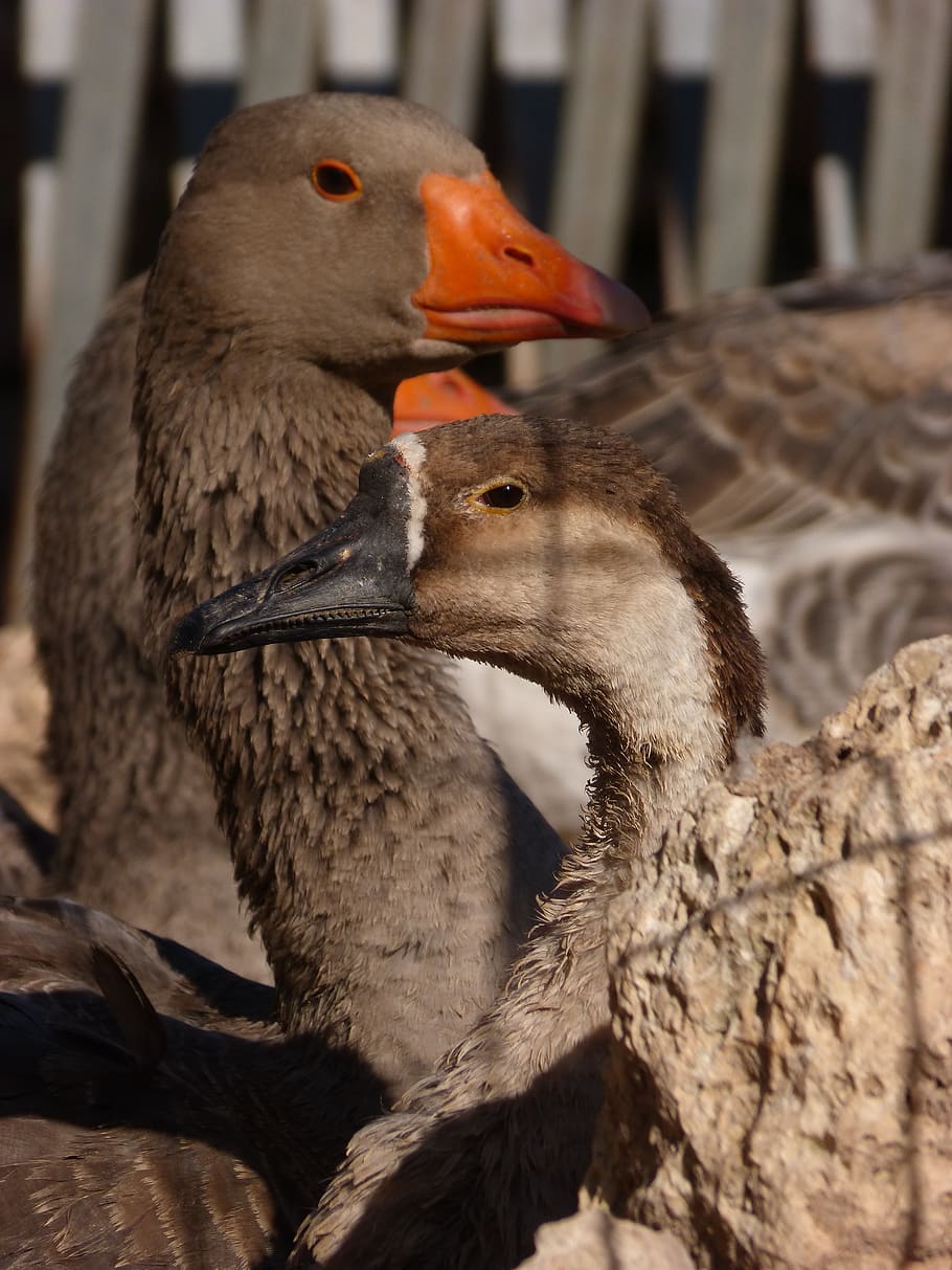 ducks, geese, poultry, anátides, animal themes, vertebrate HD wallpaper