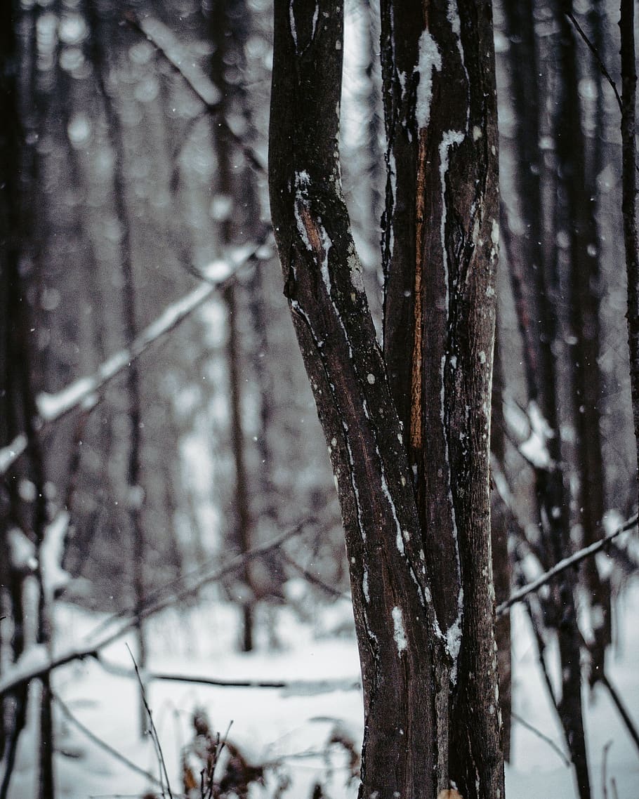 Shallow Focus Photo Of Tree , macro, snow, tree bark, winter HD wallpaper