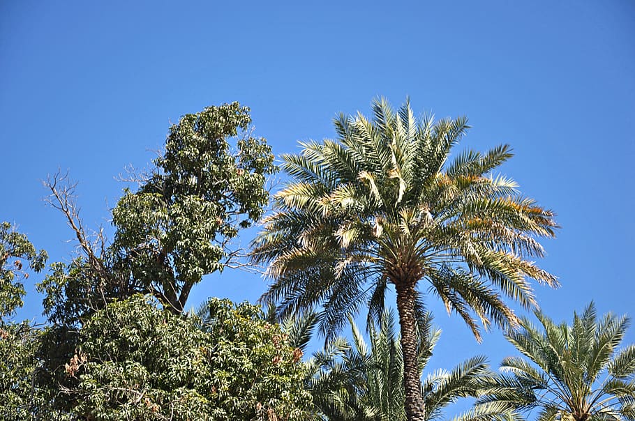 oman, muscat, tree, plant, sky, low angle view, palm tree, tropical climate HD wallpaper