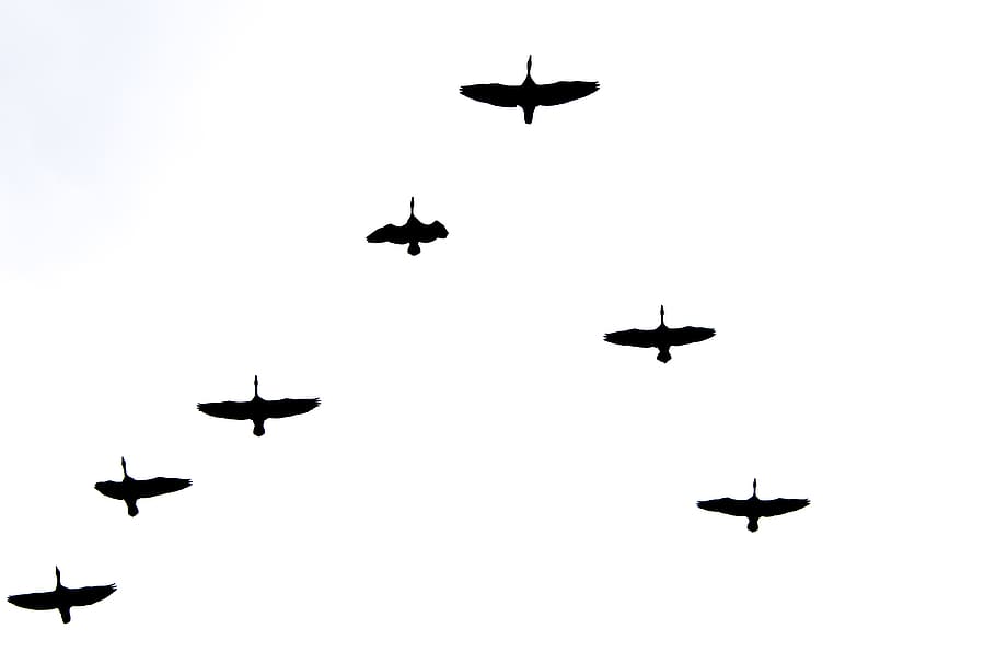 sky, birds, flying, flight, air vehicle, airplane, mid-air HD wallpaper
