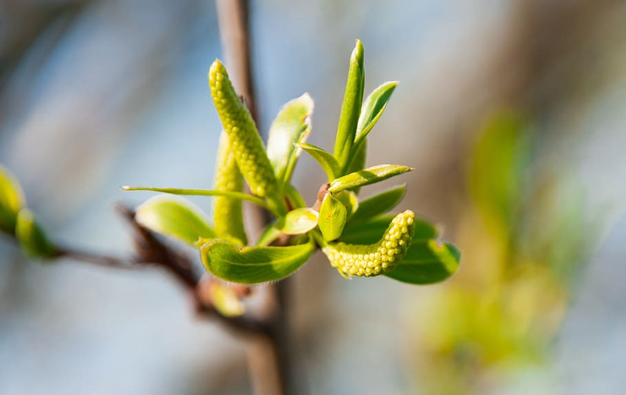 nature, spring, bud, blossom, bloom, plant, branch, close up HD wallpaper