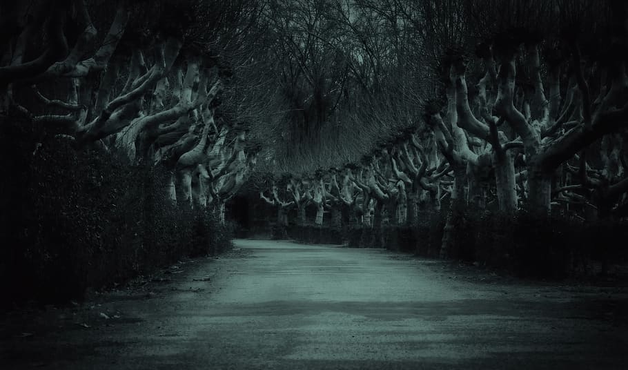 avenue, road, plane trees, night, dark, gloomy, risk, tree lined avenue HD wallpaper