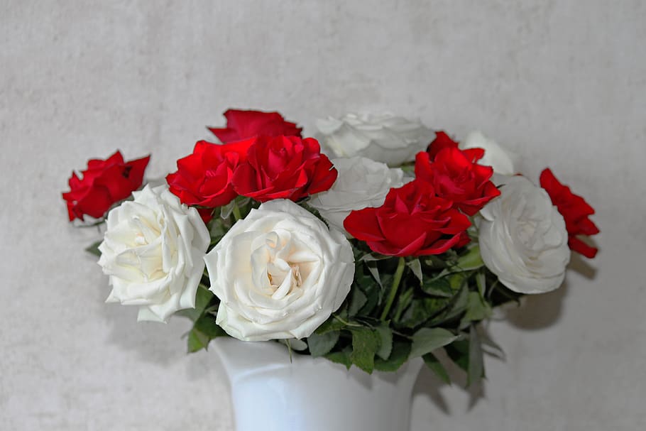 roses, bouquet of roses, strauss, flowers, congratulations, HD wallpaper