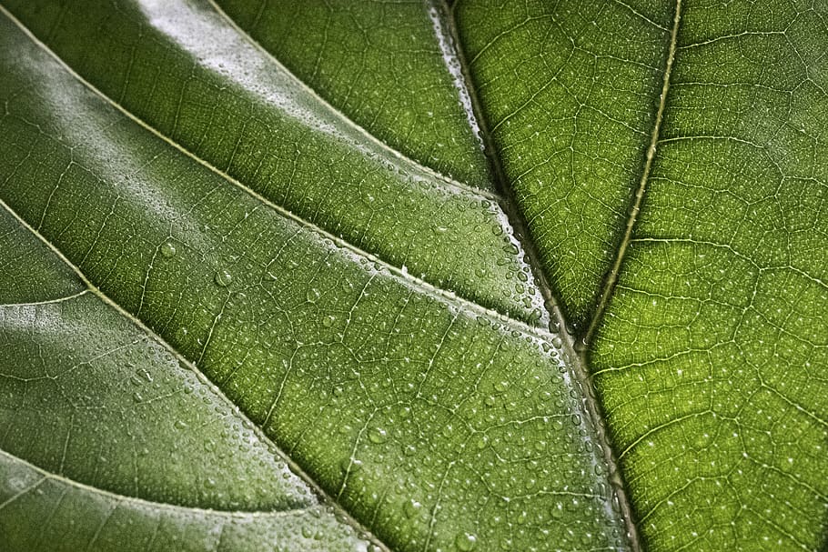 Клейкие капли на листьях. Капли на листьях подсолнечника. Fiddle Leaf Fig texture. Leaf covering.