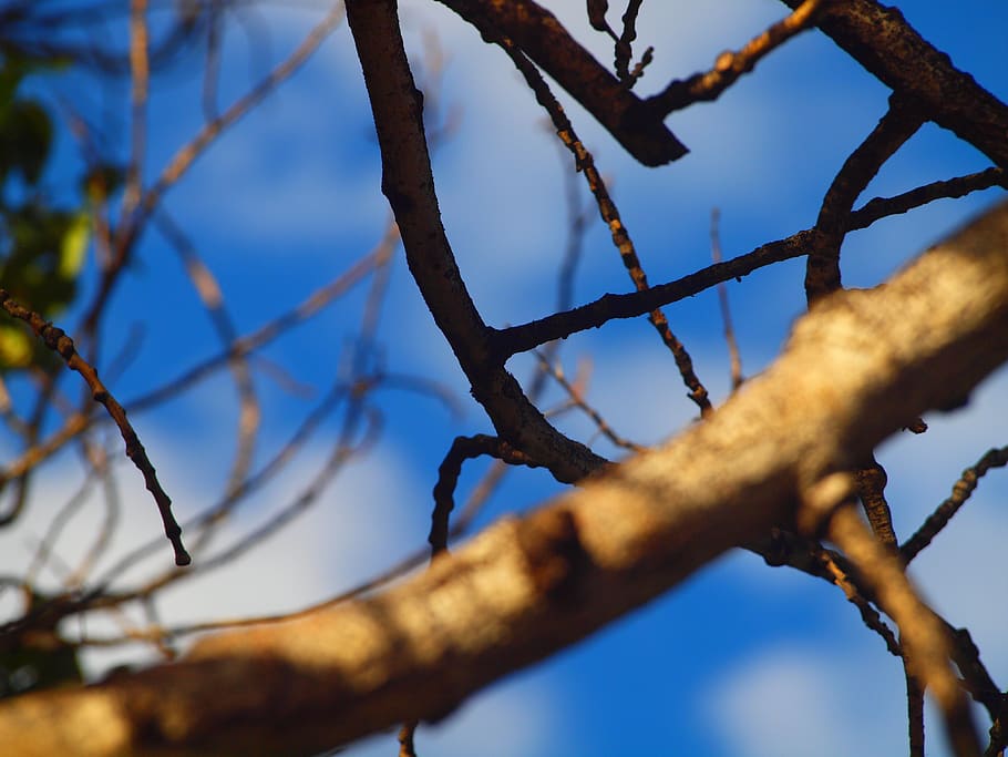 trees, blue sky, branch, plant, low angle view, no people, nature HD wallpaper