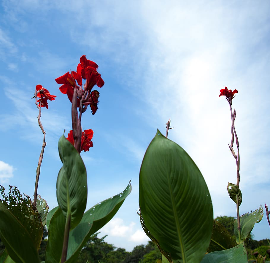 singapore, singapore botanic gardens, plant, flower, beauty in nature, HD wallpaper