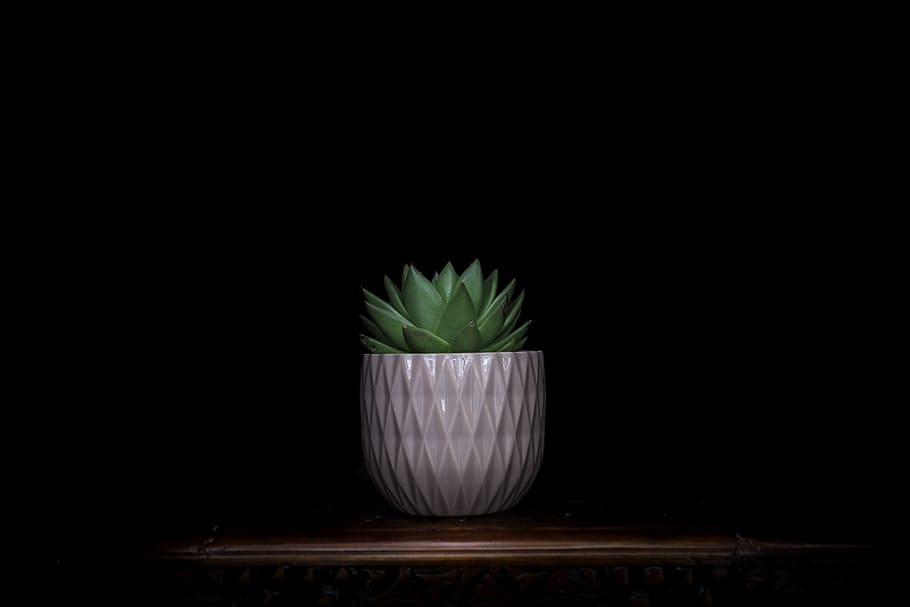 plant, succulent, aloe, vase, dark, contrast, minimal, minimalist, HD wallpaper