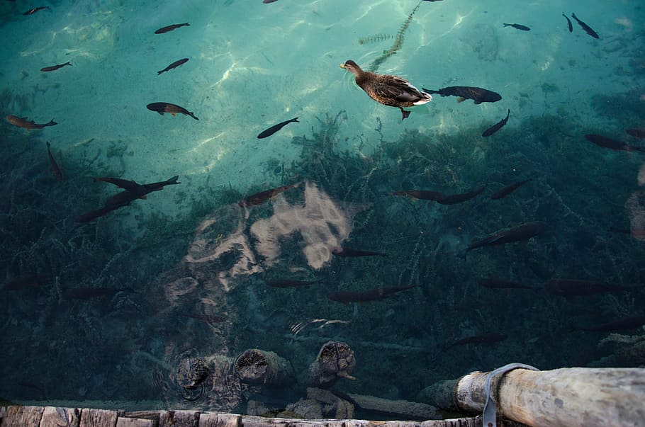 turtle swimming in aquarium, duck, fish, water, dock, pier, wooden HD wallpaper