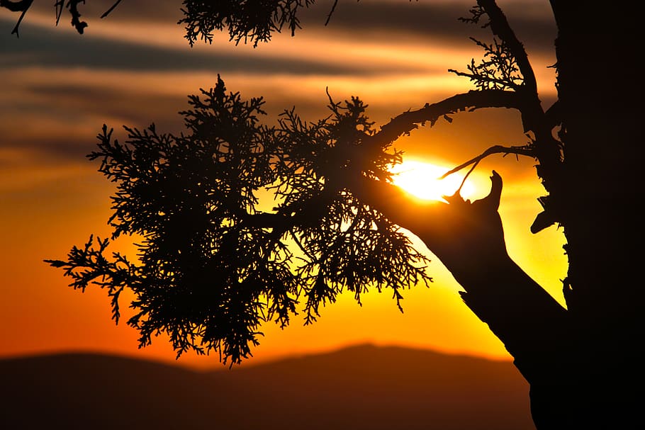 tree, trees, sunset, clouds, silhouette, sky, orange color HD wallpaper
