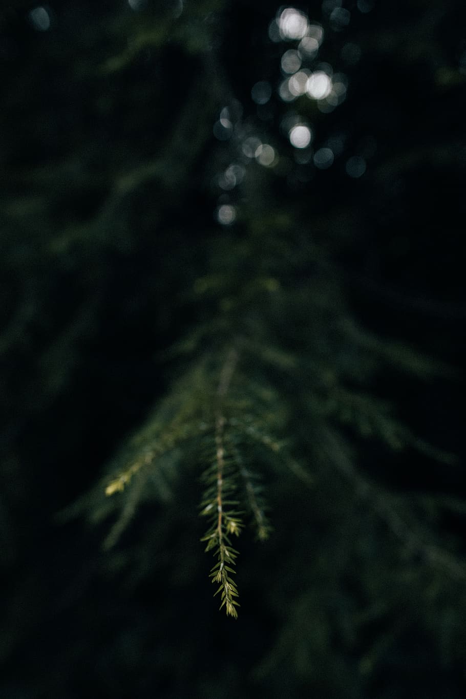 tree, pine, conifer, evergreen, forest, branch, dark, wallpaper HD wallpaper