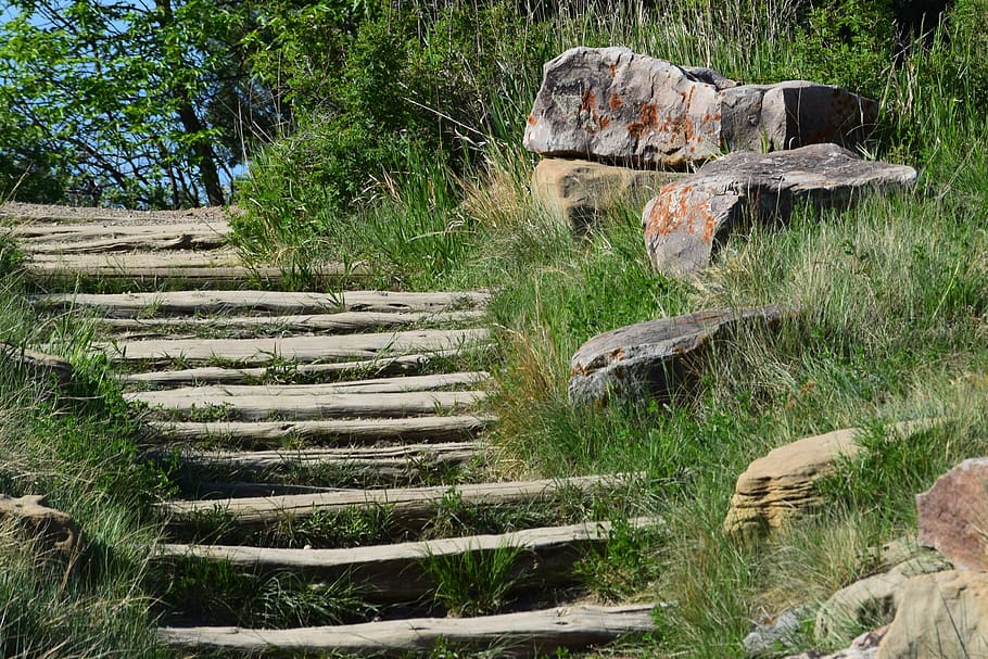 stairs, trails, hiking, badlands, north dakota, plant, tree, HD wallpaper