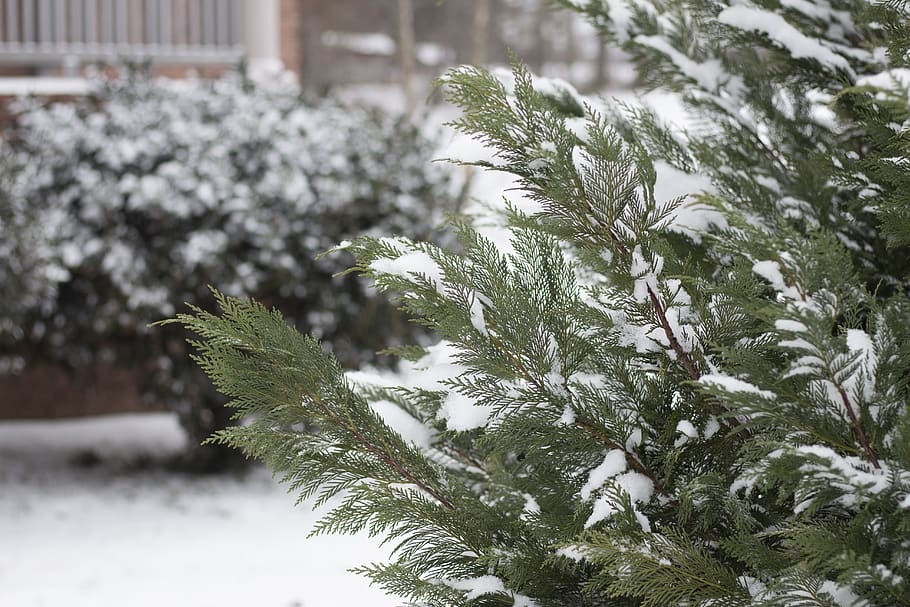 trees, snow, winter, cold, frost, plant, cold temperature, nature HD wallpaper