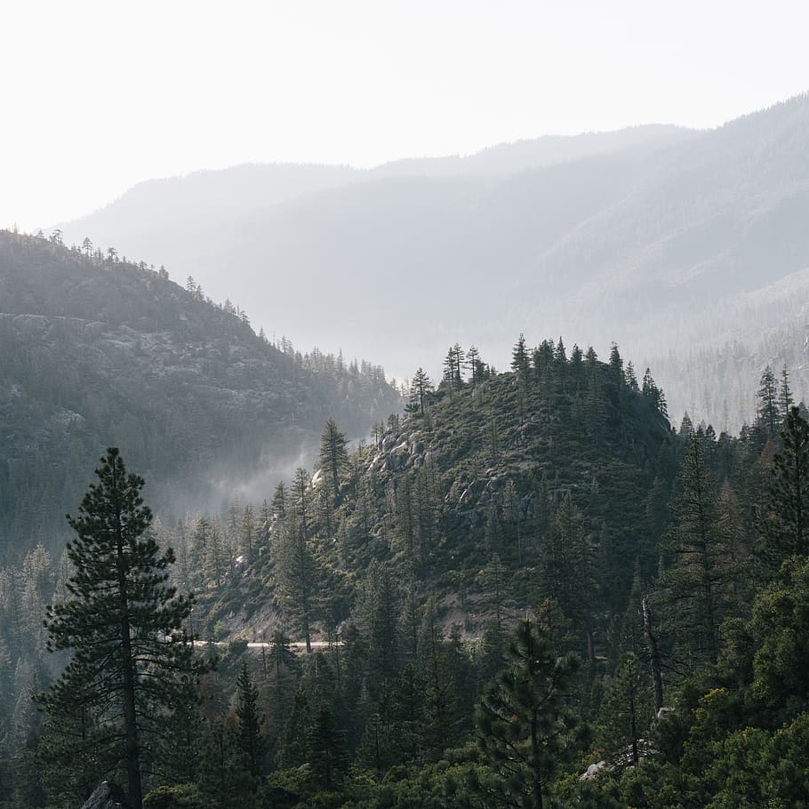 trees, forest, mountain, mountains, mist, misty, fog, foggy HD wallpaper