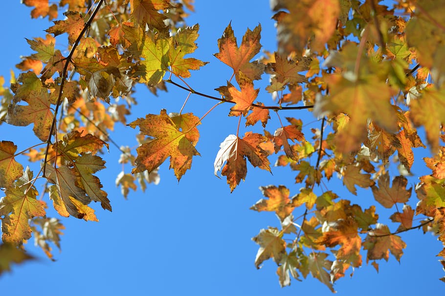 canada, toronto, leaf, autumn, change, plant part, tree, branch HD wallpaper