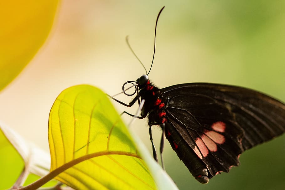 butterfly, leaf, macro, black, light, hell, garden, animal HD wallpaper