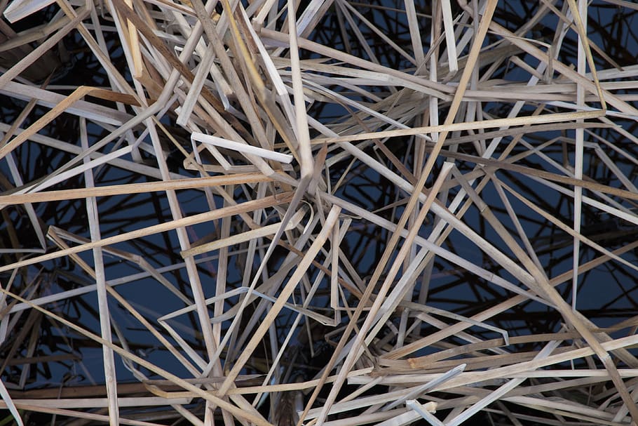texture, reed, straw, beach, backgrounds, full frame, complexity HD wallpaper