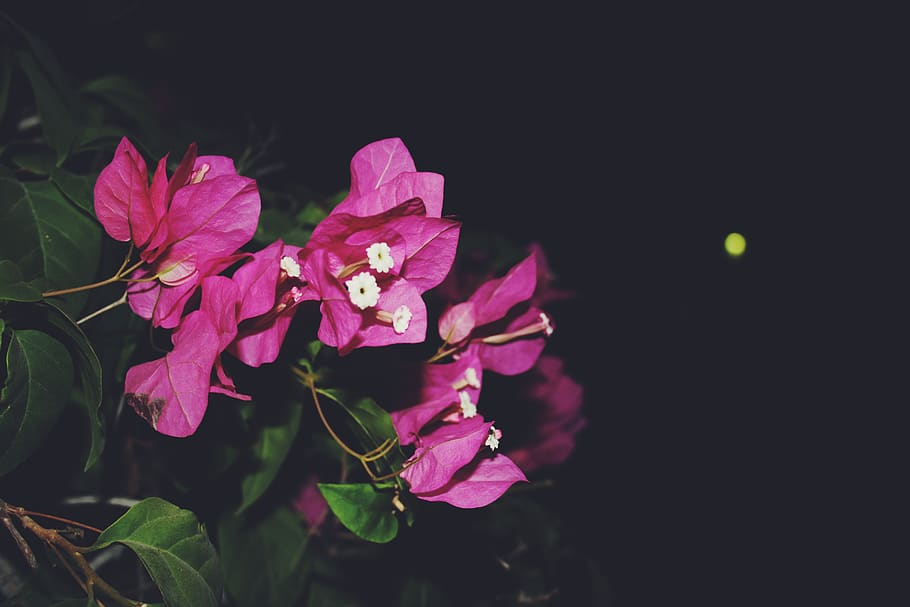 flower, beauty in nature, flowering plant, fragility, vulnerability HD wallpaper