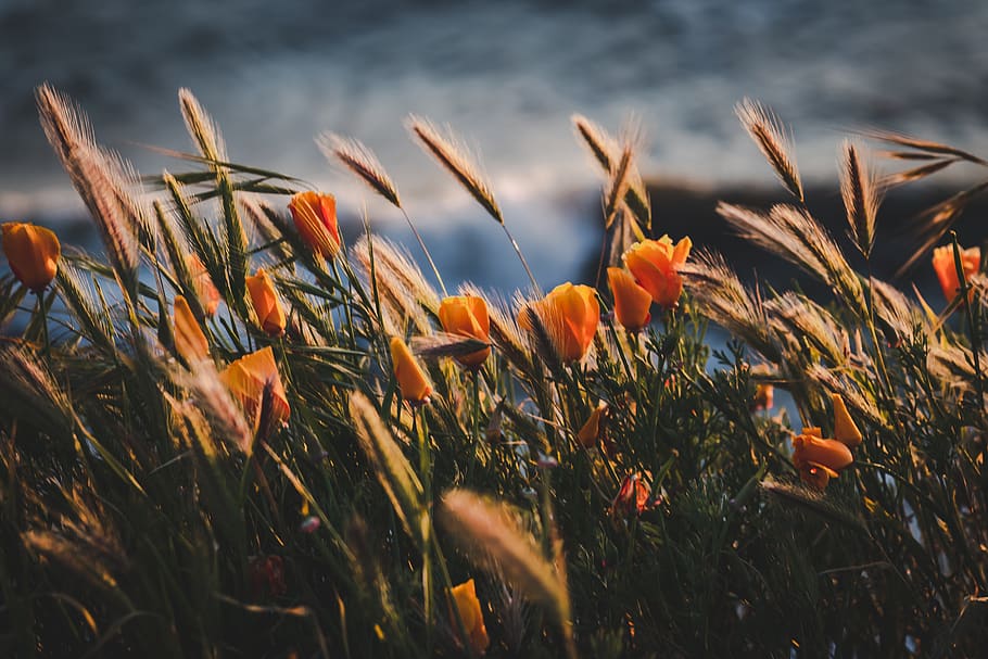 Selective Focus Photography of Orange Flowers, bloom, blooming HD wallpaper