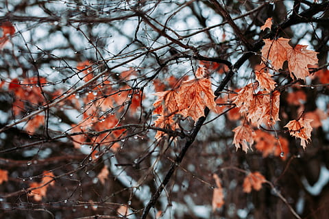 leaf, plant, tree, bird, animal, maple, maple leaf, jay, blue jay HD wallpaper