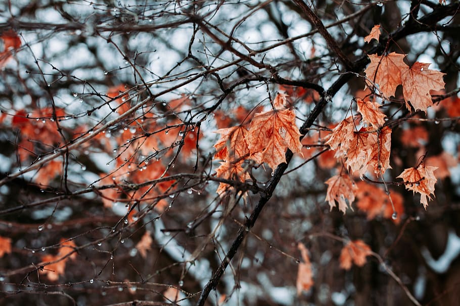 leaf, plant, tree, bird, animal, maple, maple leaf, jay, blue jay HD wallpaper
