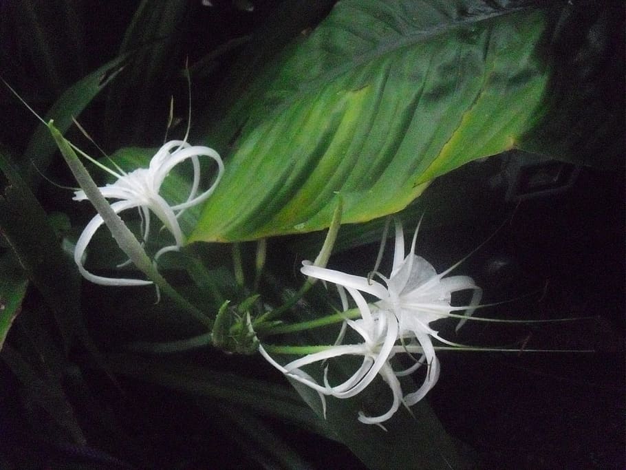 plant, leaf, flower, green, biology, flora, flowering plant HD wallpaper