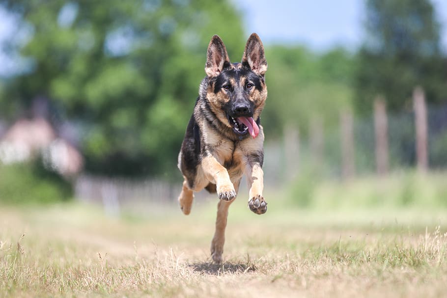 dog, schäfer dog, race, fast, dog breed, gallop, ears, canine, HD wallpaper