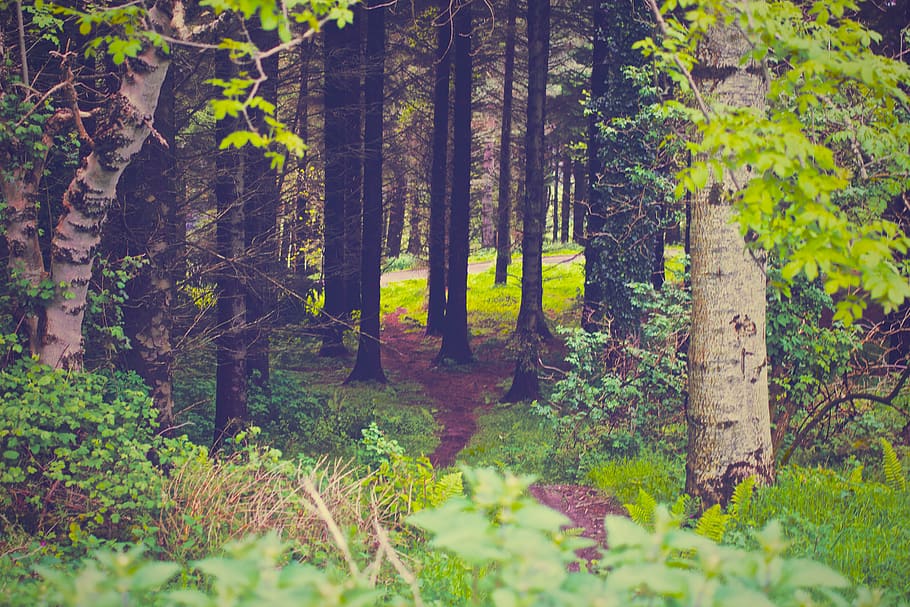 Green Leafed Trees, forest, grass, nature, path, plants, land HD wallpaper