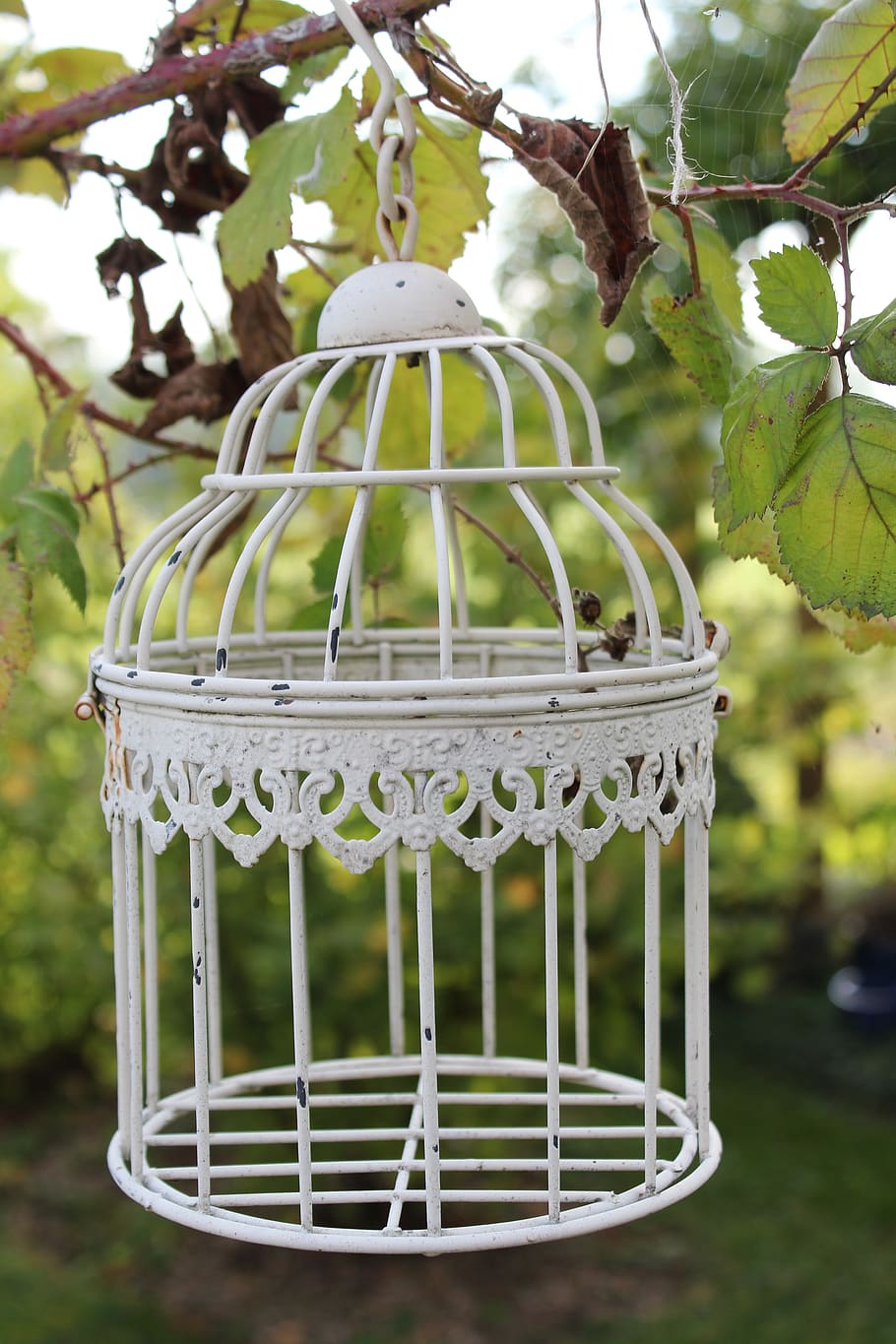 cage, tree, garden, deco, vintage, focus on foreground, plant HD wallpaper
