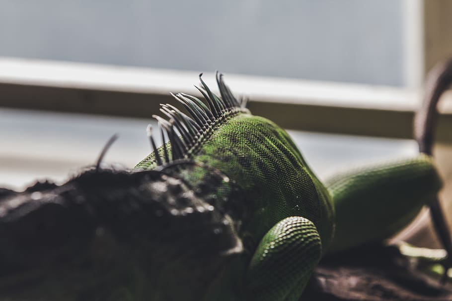 green iguana, reptile, animal, lizard, bird, snake, green lizard HD wallpaper