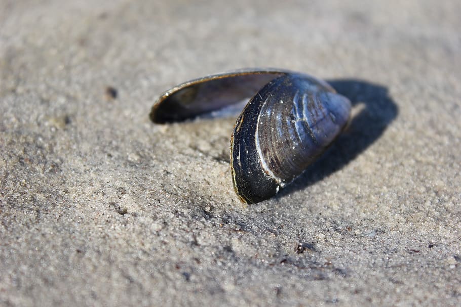shell, beach, sand, sea, animal wildlife, one animal, animals in the wild HD wallpaper