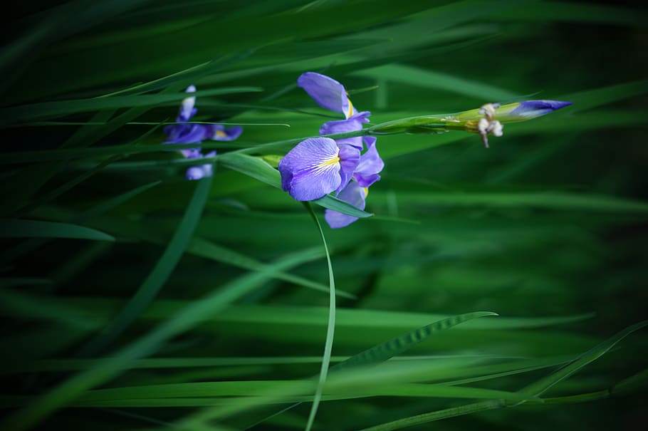 flowering plant, freshness, growth, petal, beauty in nature HD wallpaper