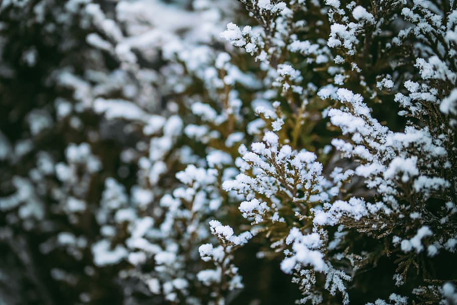 frost, plant, beauty in nature, growth, white color, tree, freshness HD wallpaper