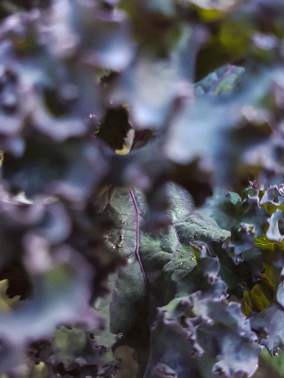 sweden, leaf, plant, cale, autumn, food, garden, vegetables HD wallpaper