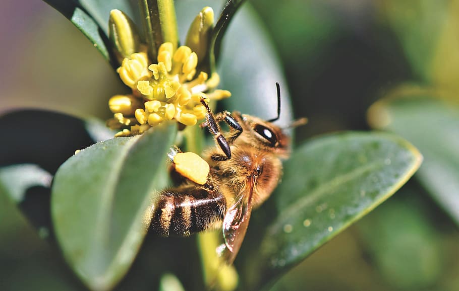 bee, honey bee, blossom, bloom, insect, beekeeping, beehive