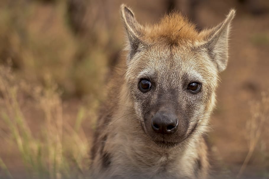 Hyena 1080P, 2K, 4K, 5K HD wallpapers free download | Wallpaper Flare