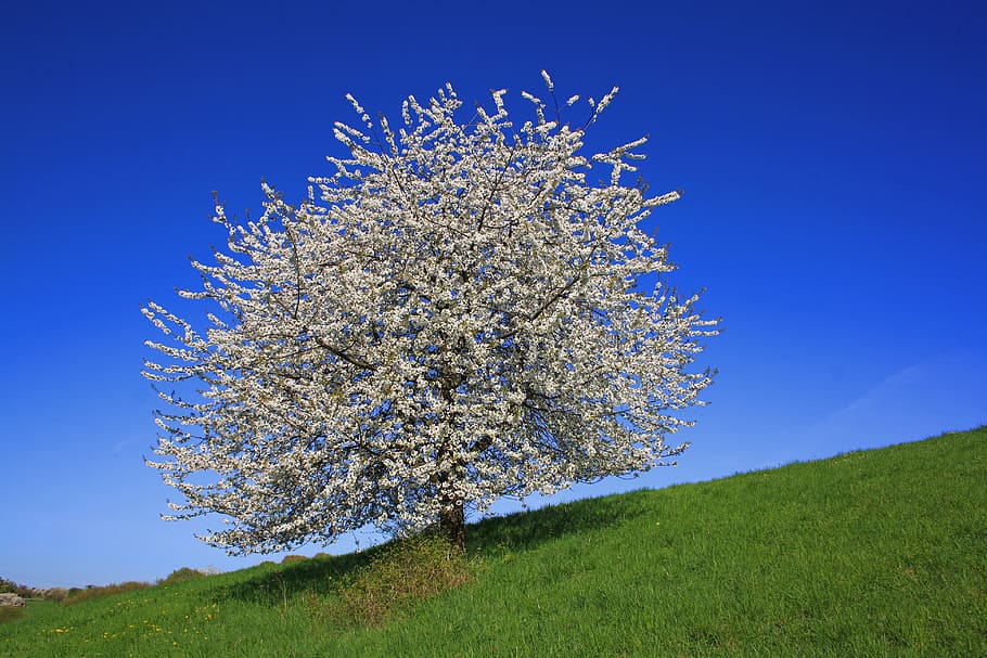 tree, nature, landscape, sky, schönwetter, kitsch flourished HD wallpaper