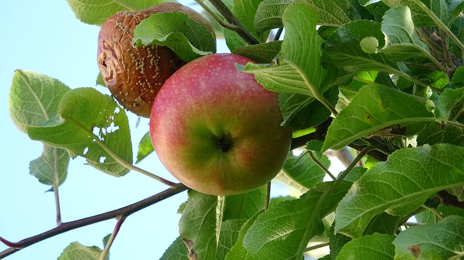 apple, fruit, red, healthy, vitamins, fresh, ripe, harvest HD wallpaper