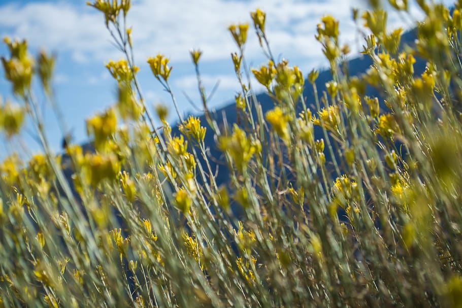 mountain, side, flowers, grass, green, color, contrast, wild HD wallpaper