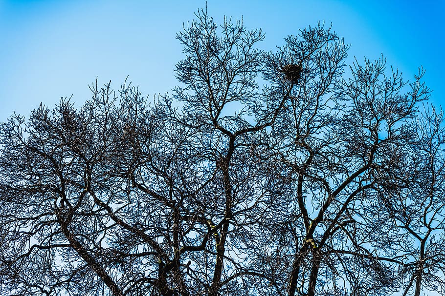tree, sky, spring, nature, trees, branch, landscape, branches HD wallpaper