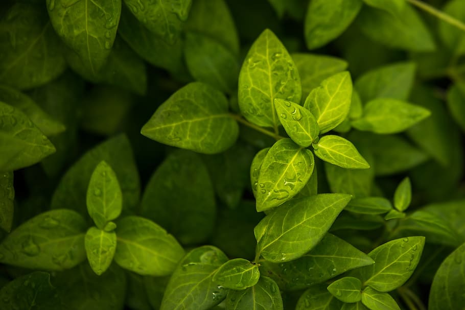 leaf, plant, green, green color, plant part, growth, close-up HD wallpaper