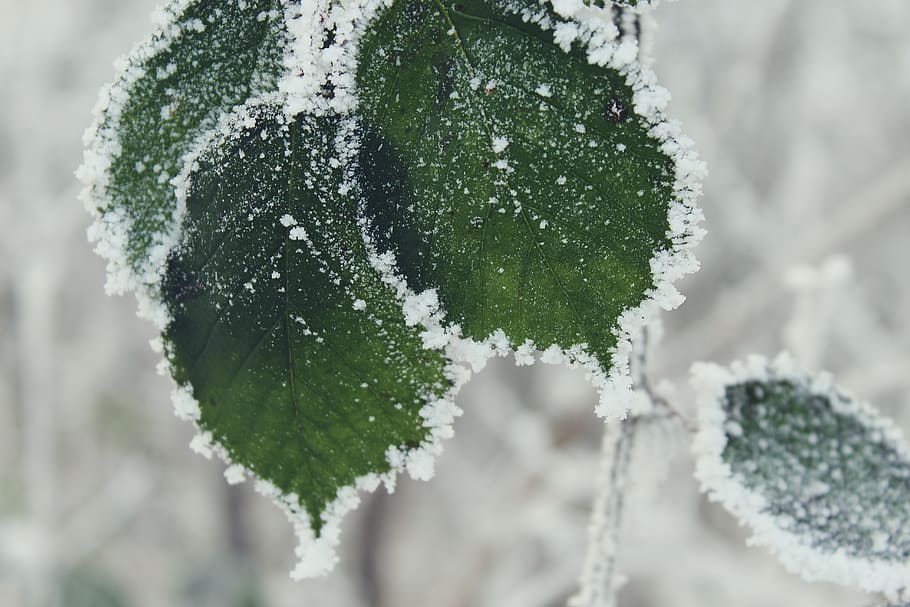 Green Leaves, blurred background, close-up, cold, frost, frozen, HD wallpaper