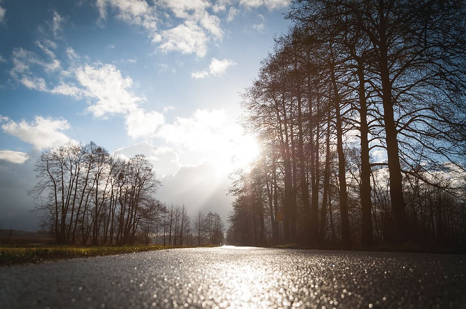 road, trip, trees, sky, sun, sunny, direction, plant, beauty in nature HD wallpaper