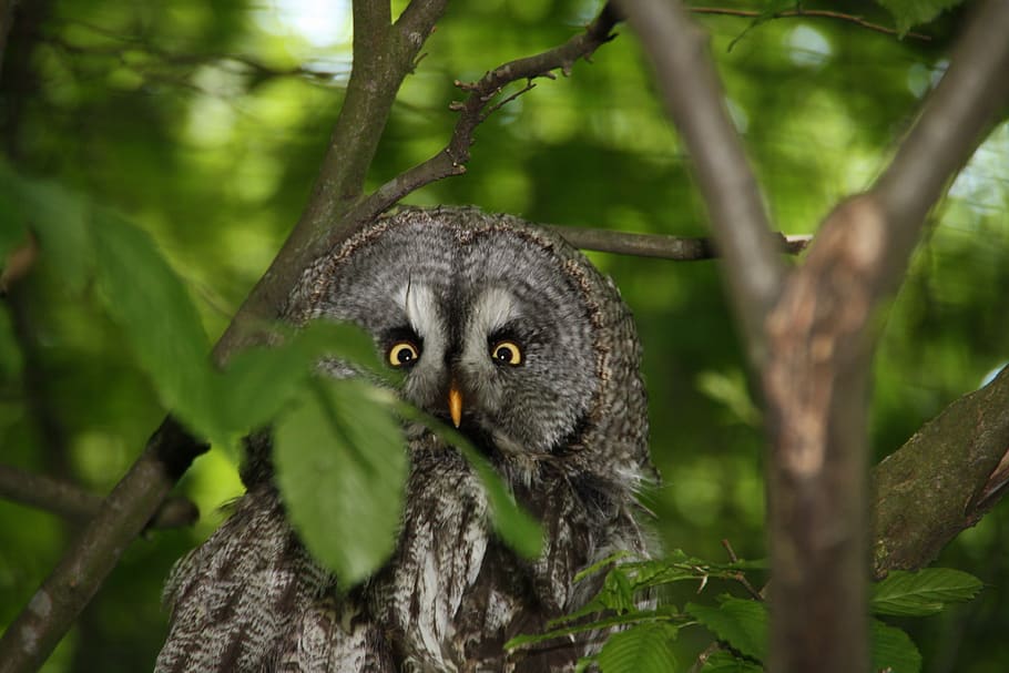 owl, eagle owl, bird, nature, forest, feather, plumage, bird of prey HD wallpaper