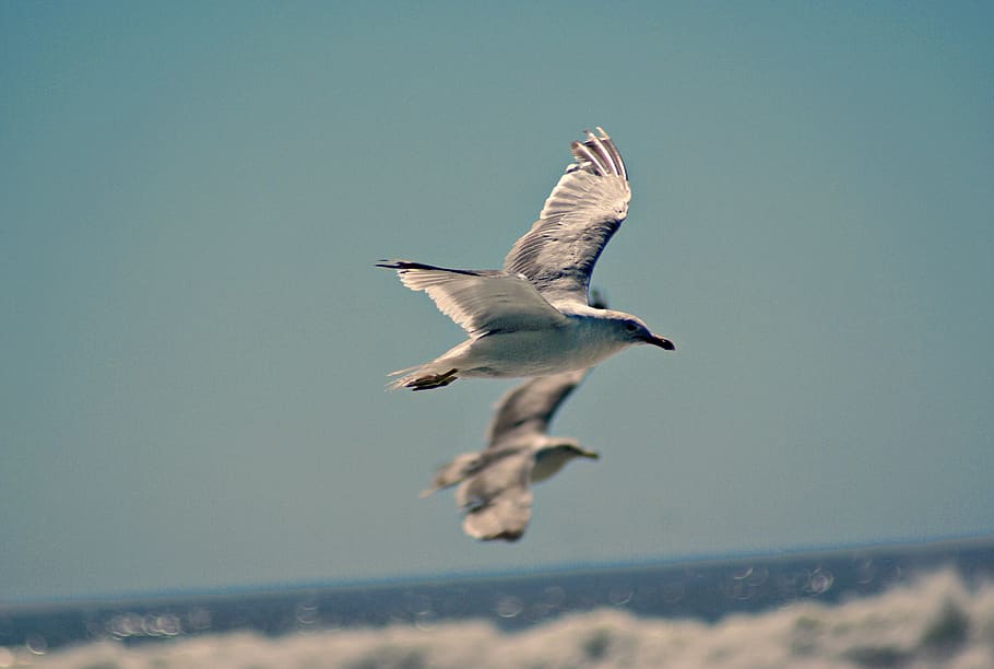 seagull, flying, sky, wings, seagulls, bird, animals in the wild HD wallpaper