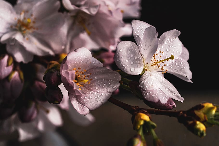 cherry blossoms, branch, pink, spring, nature, bloom, sakura HD wallpaper