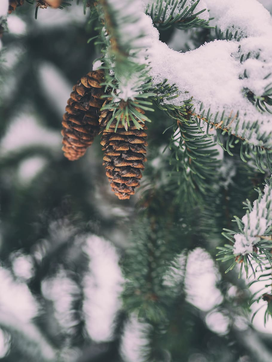 pine, cone, snow, winter, plant, nature, tree, growth, close-up HD wallpaper