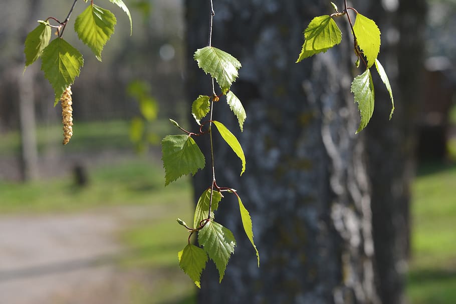 spring, birch, tree, bloom, sheet, plant, growth, focus on foreground HD wallpaper